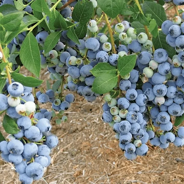 Кусты голубики Блюкроп Кусты голубики Блюкроп