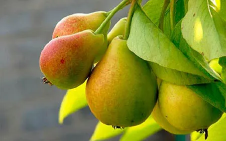 Груша «Просто Мария» — редчайший белорусский сорт Груша «Просто Мария» — редчайший белорусский сорт