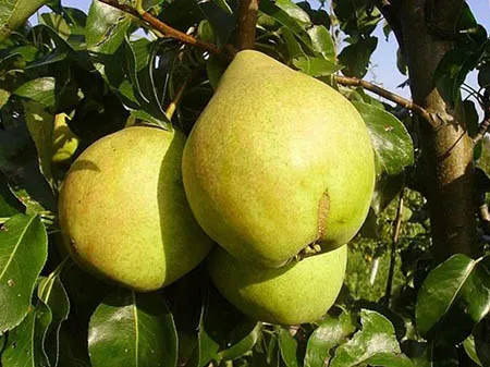 Груша «Просто Мария» Груша «Просто Мария»
