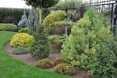 Как грамотно выбрать саженцы