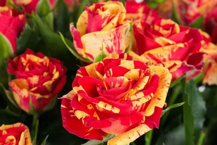 Обновление ассортимента саженцев роз спрей! Обновление ассортимента саженцев роз спрей!