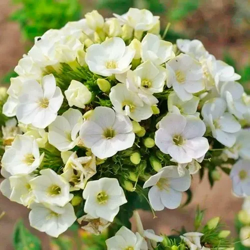 Флокс ГРИН ЛИФ метельчатый  Флокс ГРИН ЛИФ метельчатый в Москве