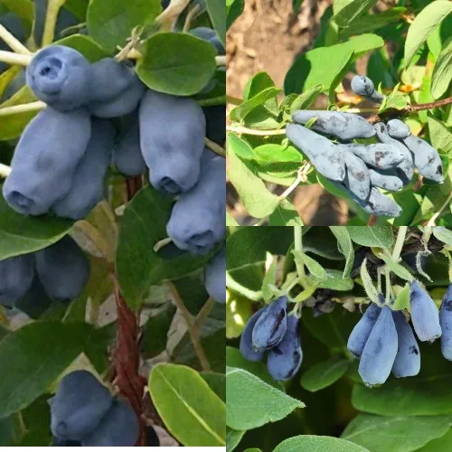 Комплект СЕВЕРНЫЕ ВИТАМИНЫ  Комплект СЕВЕРНЫЕ ВИТАМИНЫ в Москве