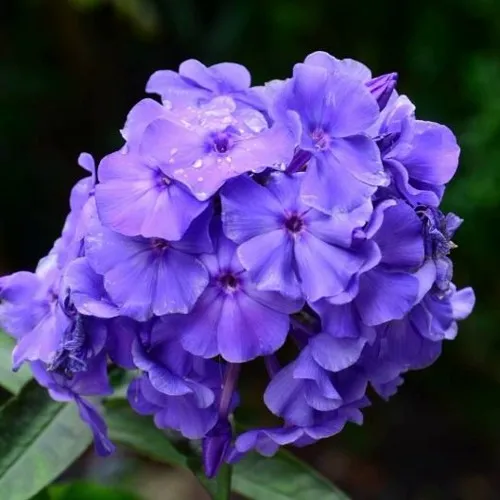 Флокс БЛУ БОЙ метельчатый  Флокс БЛУ БОЙ метельчатый в Москве