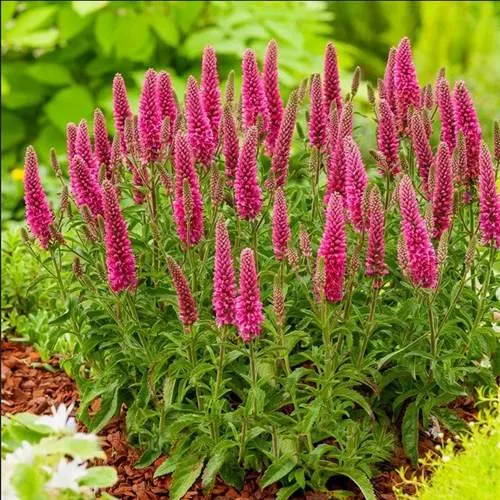 Вероника Роника Фуксия Вероника Роника Фуксия