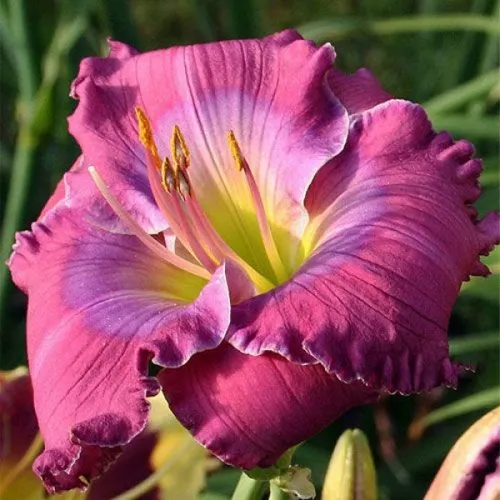 Лилейник ЛАВЕНДЕР БЛУ БЭБИ гибридный  Лилейник ЛАВЕНДЕР БЛУ БЭБИ гибридный в Москве