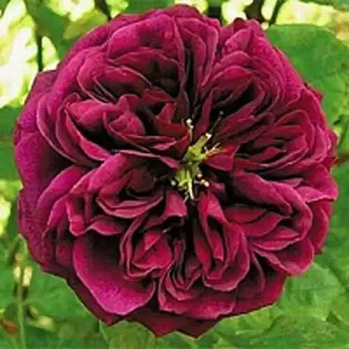 Саженцы роз ЗЕ ПРИНЦ английская  Саженцы роз ЗЕ ПРИНЦ английская в Москве