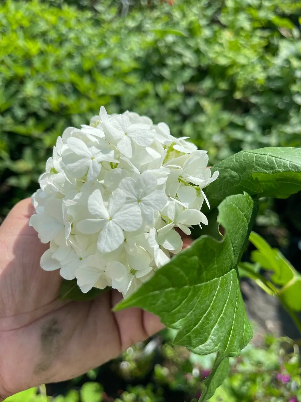 Светлана Марина Светлана Марина