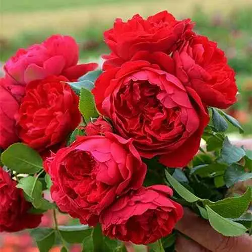 Саженцы роз ФЛОРЕНТИНА плетистая в Москве