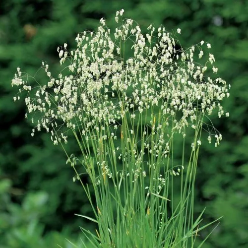 Трясунка средняя  Трясунка средняя в Москве