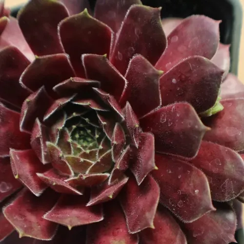 Молодило БЛЭК МОУНТЭЙН  Молодило БЛЭК МОУНТЭЙН в Москве