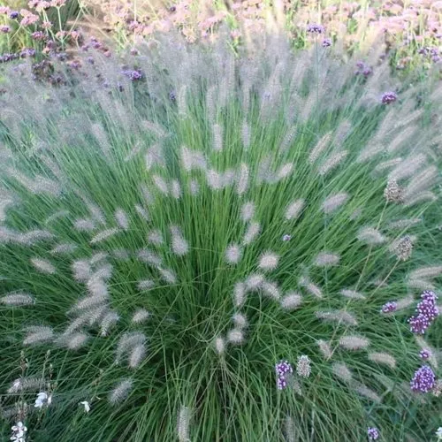 Пеннисетум ХАМЕЛН  Пеннисетум ХАМЕЛН в Москве