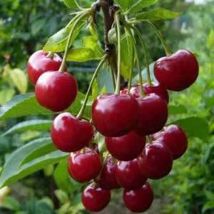 Дюк ФАКЕЛ — описание сорта Дюк ФАКЕЛ в Москве