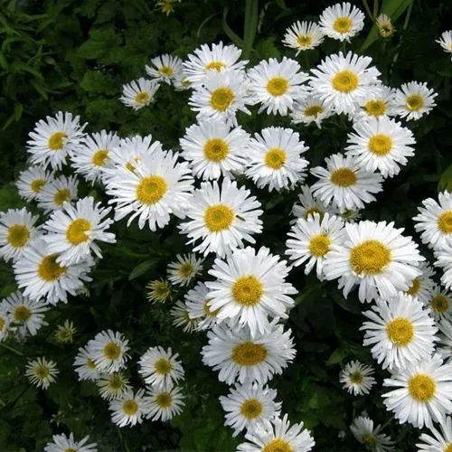 Астра АЛЬБУС альпийская  Астра АЛЬБУС альпийская в Москве