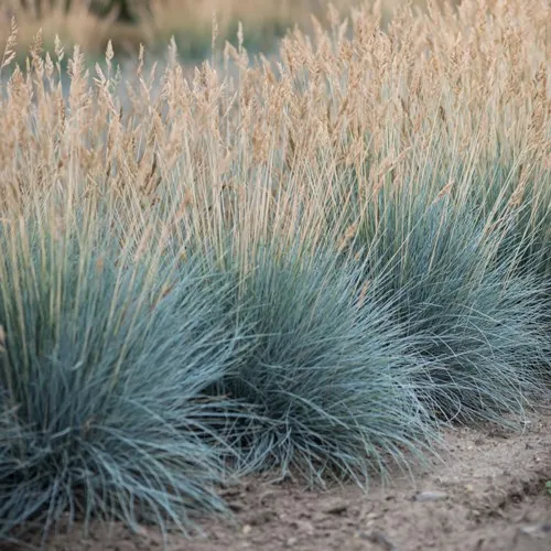 Овсяница АЙСФОГЕЛЬ сизая  Овсяница АЙСФОГЕЛЬ сизая в Москве