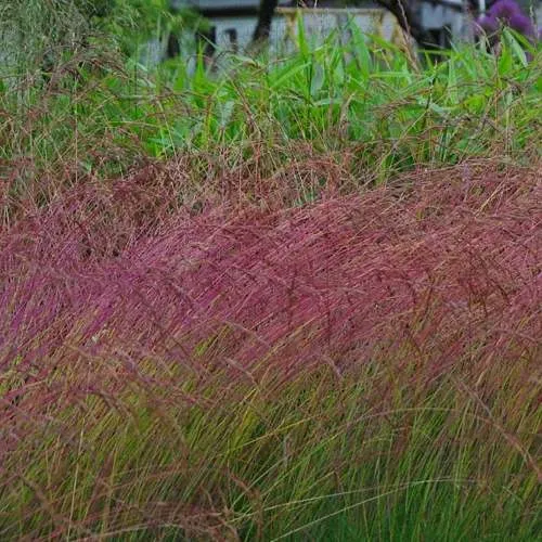 Овсянница АМЕТИСТОВАЯ  Овсянница АМЕТИСТОВАЯ в Москве