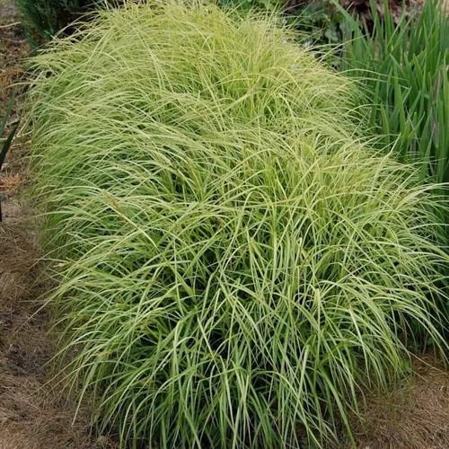 Осока ВАРИЕГАТА пальмолистная  Осока ВАРИЕГАТА пальмолистная в Москве