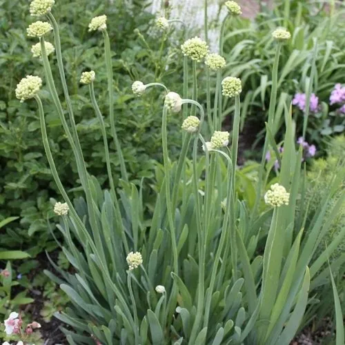 Лук слизун  Лук слизун в Москве