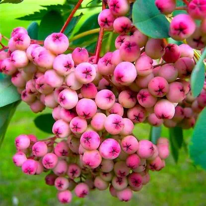 Рябина ПИНК сладкоплодная  Рябина ПИНК сладкоплодная в Москве