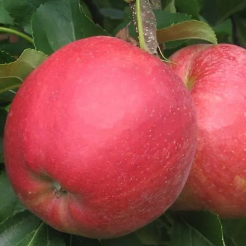 Яблоня РУБИН в Москве