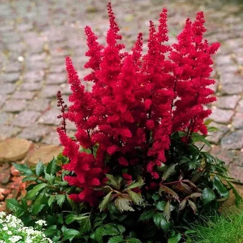 Астильба ГЛАТ Арендса  Астильба ГЛАТ Арендса в Москве