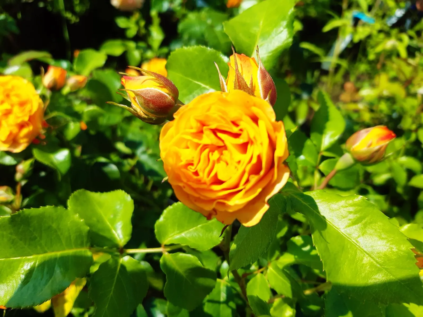 Наталья  Наталья