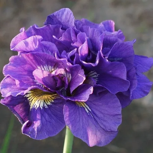 саженцы ириса саженцы ириса