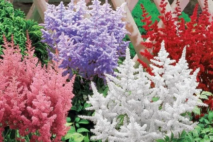 Саженцы астильбы Саженцы астильбы