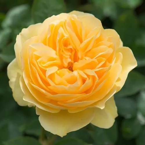 Саженцы роз ГРЕХАМ ТОМАС английская в Москве