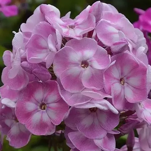 Флокс ЮНИК ОЛД ПИНК метельчатый  Флокс ЮНИК ОЛД ПИНК метельчатый в Москве