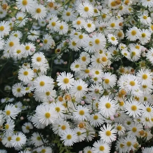 Болтония СНОУБЭНК  Болтония СНОУБЭНК в Москве