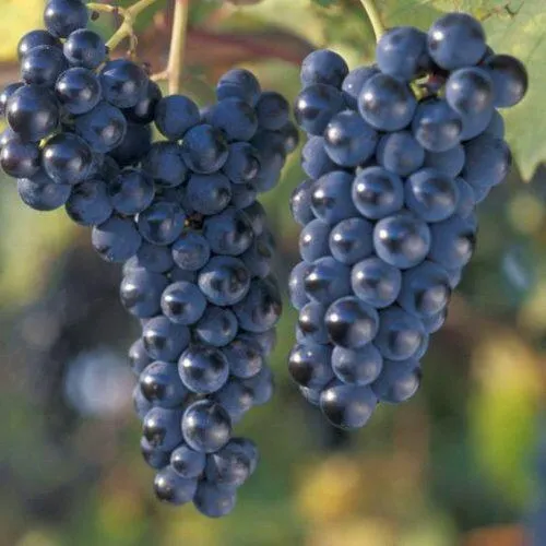 Виноград МАРКЕТТ  Виноград МАРКЕТТ в Москве