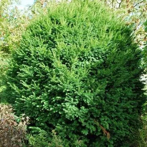 Тис РЕПАНДЕНС ягодный в Москве