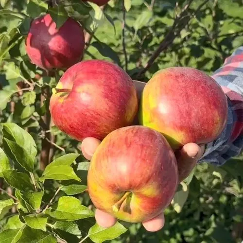 Яблоня ПОСПЕХ в Москве