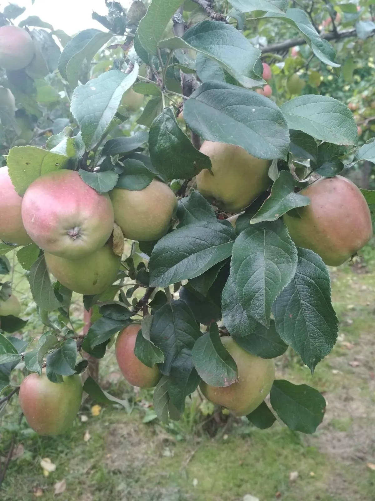 Яблоня Яблоня