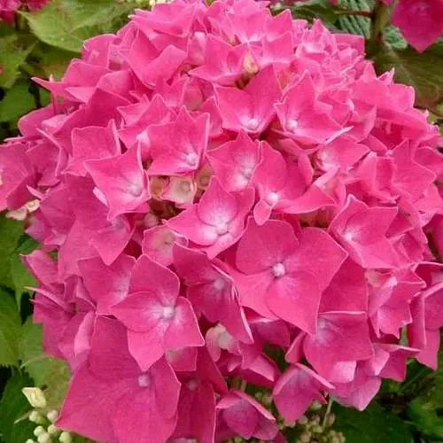 Гортензия ЛЕЙХФЕЙЕР крупнолистная  Гортензия ЛЕЙХФЕЙЕР крупнолистная в Москве