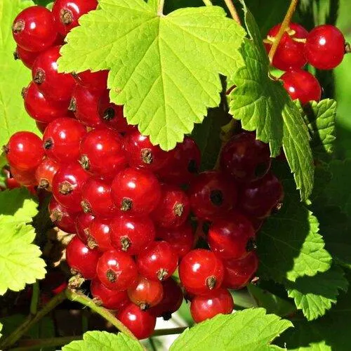 Смородина красная ГАЗЕЛЬ  Смородина красная ГАЗЕЛЬ в Москве