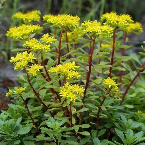 Очиток (седум) ИММЕРГРЮНХЕН  Очиток (седум) ИММЕРГРЮНХЕН в Москве