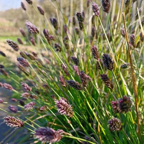 Сейслерия ХЕФЛЕРА  Сейслерия ХЕФЛЕРА в Москве