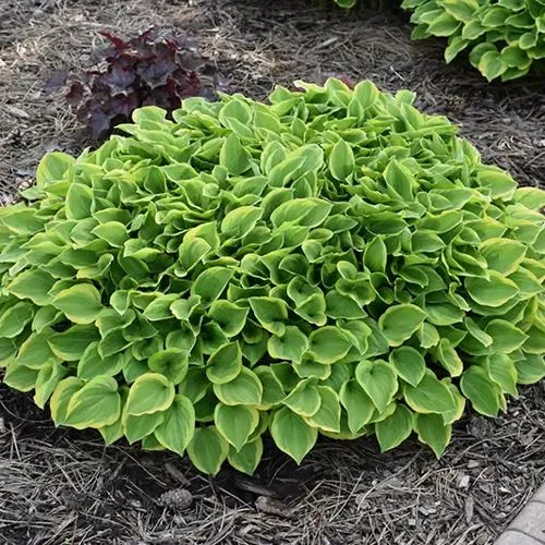 Хоста ГОЛДЕН ТИАРА  Хоста ГОЛДЕН ТИАРА в Москве