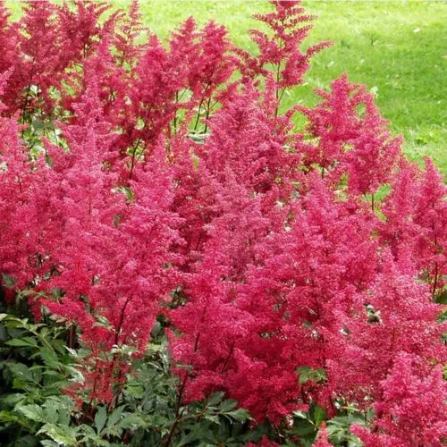 Астильба СКАЙСКРЕЙПЕР китайская в Москве