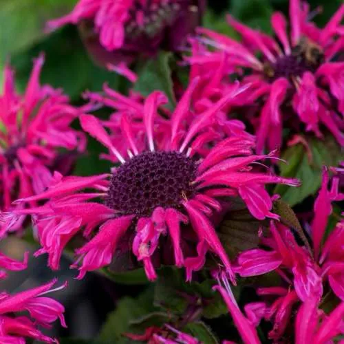 саженцы монарды саженцы монарды