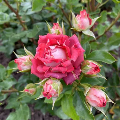 Саженцы роз ТИРАМИСУ спрей  Саженцы роз ТИРАМИСУ спрей в Москве