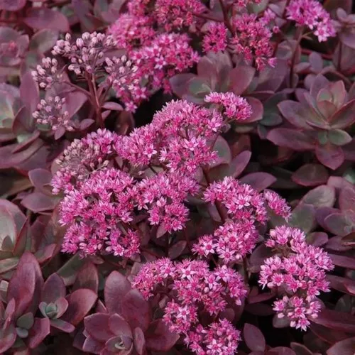 Очиток (седум) САНСПАРКЛЕР ФАЙЕРКРЕКЕР  Очиток (седум) САНСПАРКЛЕР ФАЙЕРКРЕКЕР в Москве