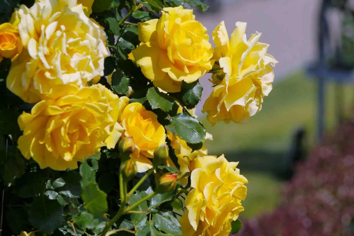 Розы флорибунды Розы флорибунды