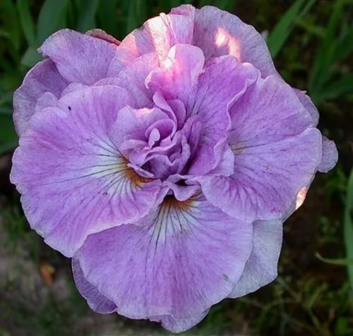 Ирис ИМПЕРИАЛ ОПАЛ сибирский  Ирис ИМПЕРИАЛ ОПАЛ сибирский в Москве