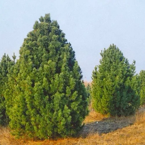 Сосна черная ПИРАМИДАЛИС в Москве