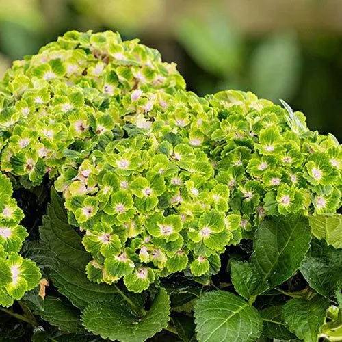 саженцы гортензии