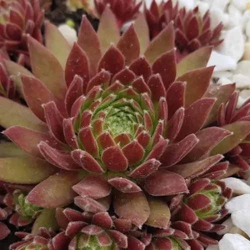 Молодило ЛЮФТШПРУНГ  Молодило ЛЮФТШПРУНГ в Москве