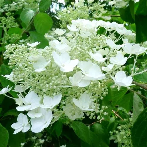 Гортензия УАЙТ ДОМ древовидная  Гортензия УАЙТ ДОМ древовидная в Москве